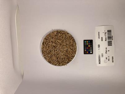 Click for 2 image(s) for this accession. SEED